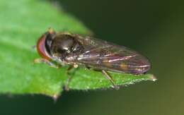 Image of Platycheirus scutatus (Meigen 1822)