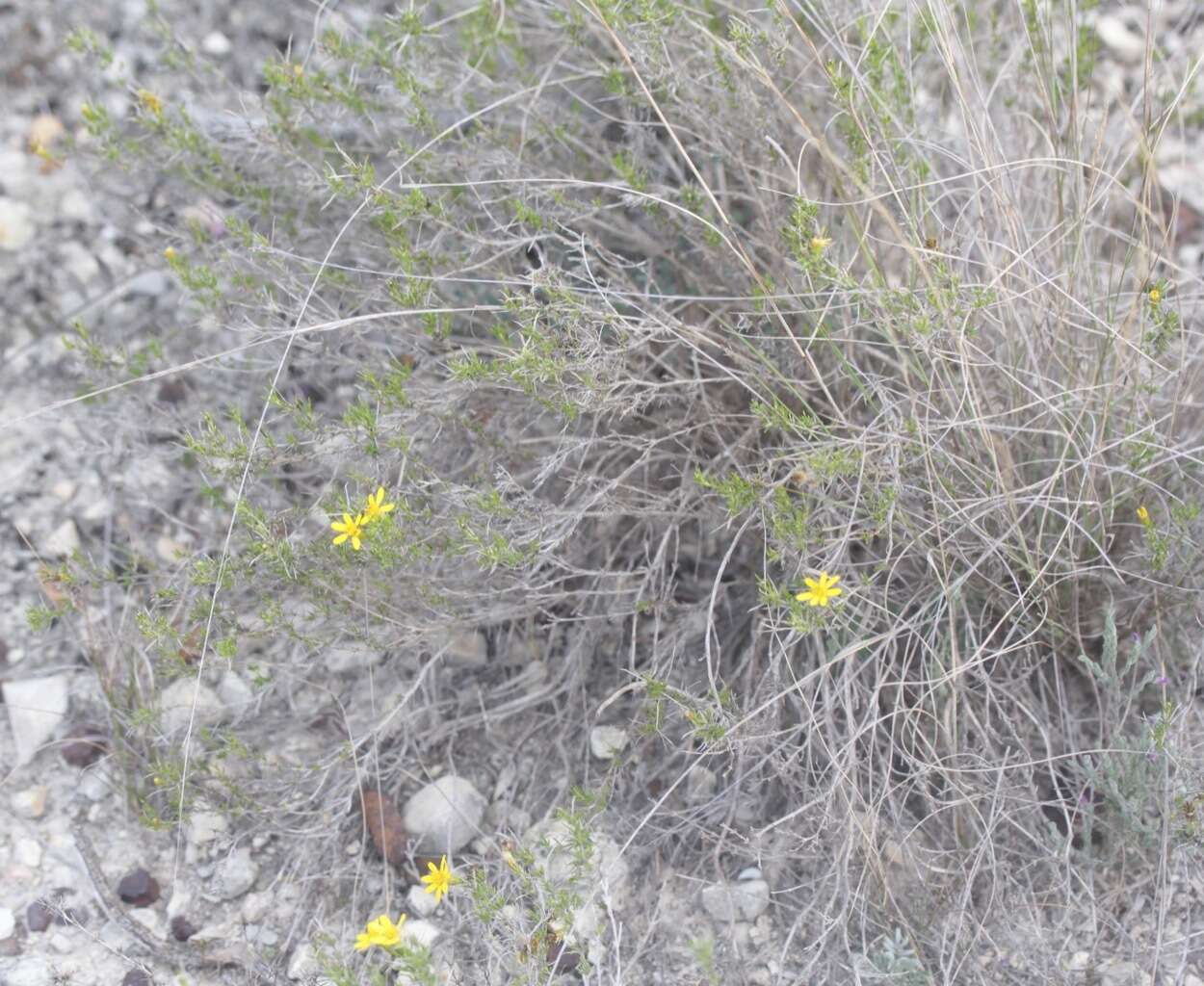 Image of pricklyleaf dogweed