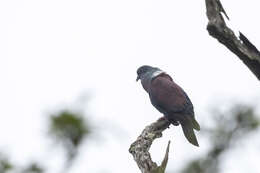Image of Eastern Bronze-naped Pigeon