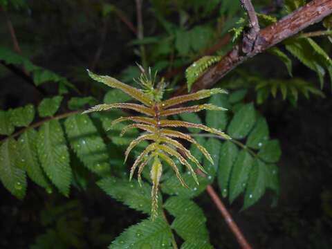 Image of false spiraea