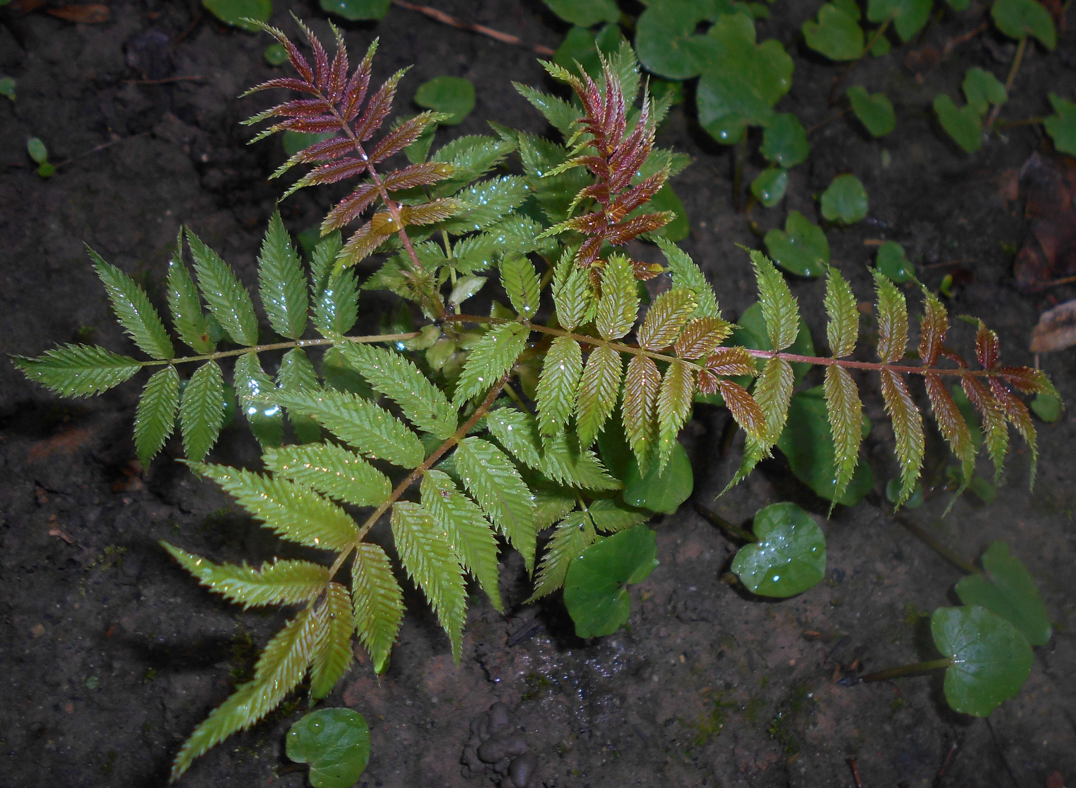 Image of false spiraea