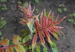 Image of false spiraea