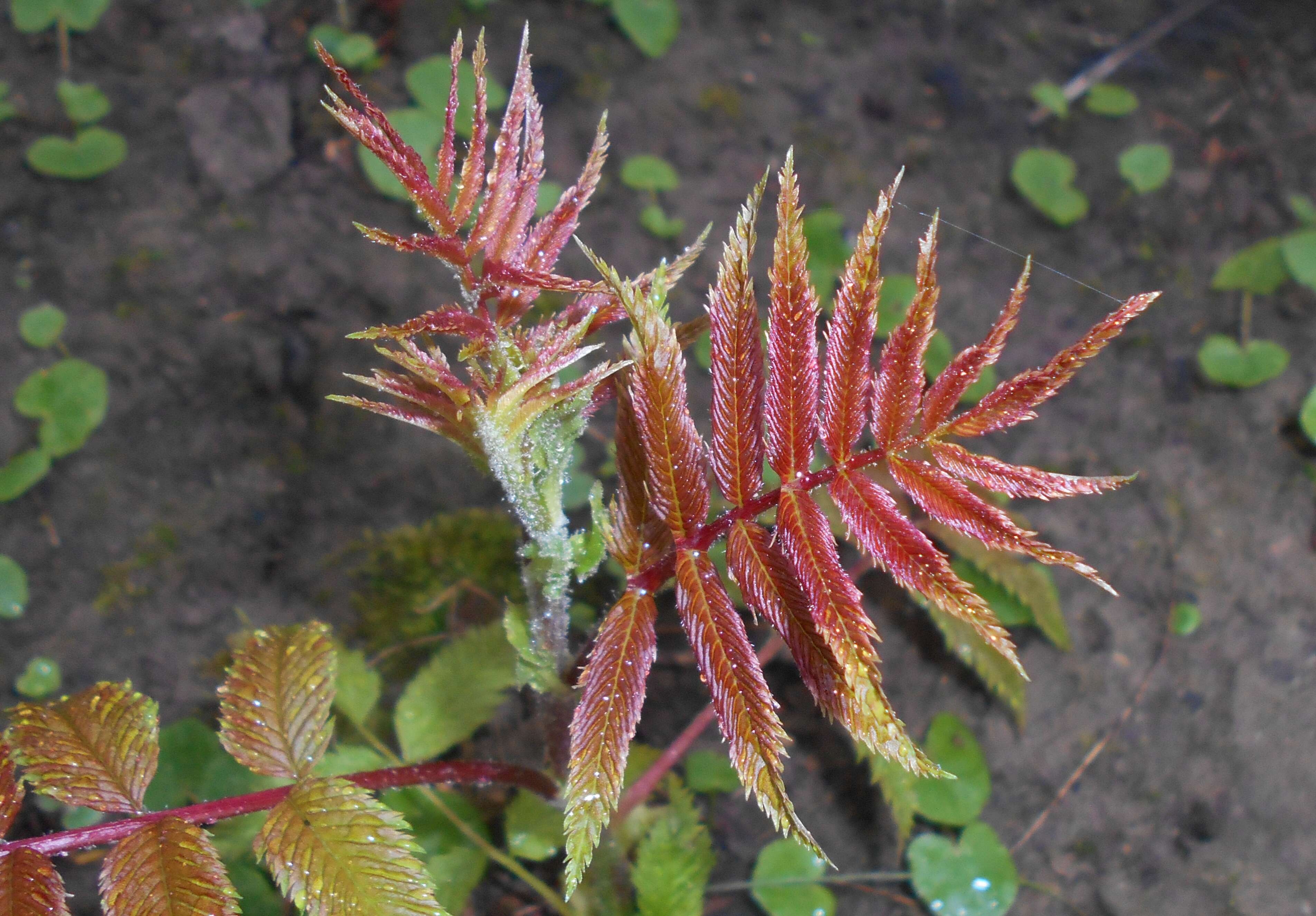 Image of false spiraea