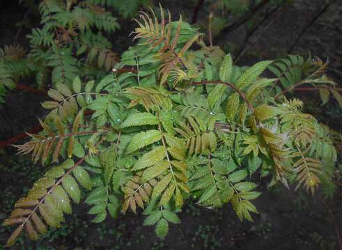 Image of false spiraea