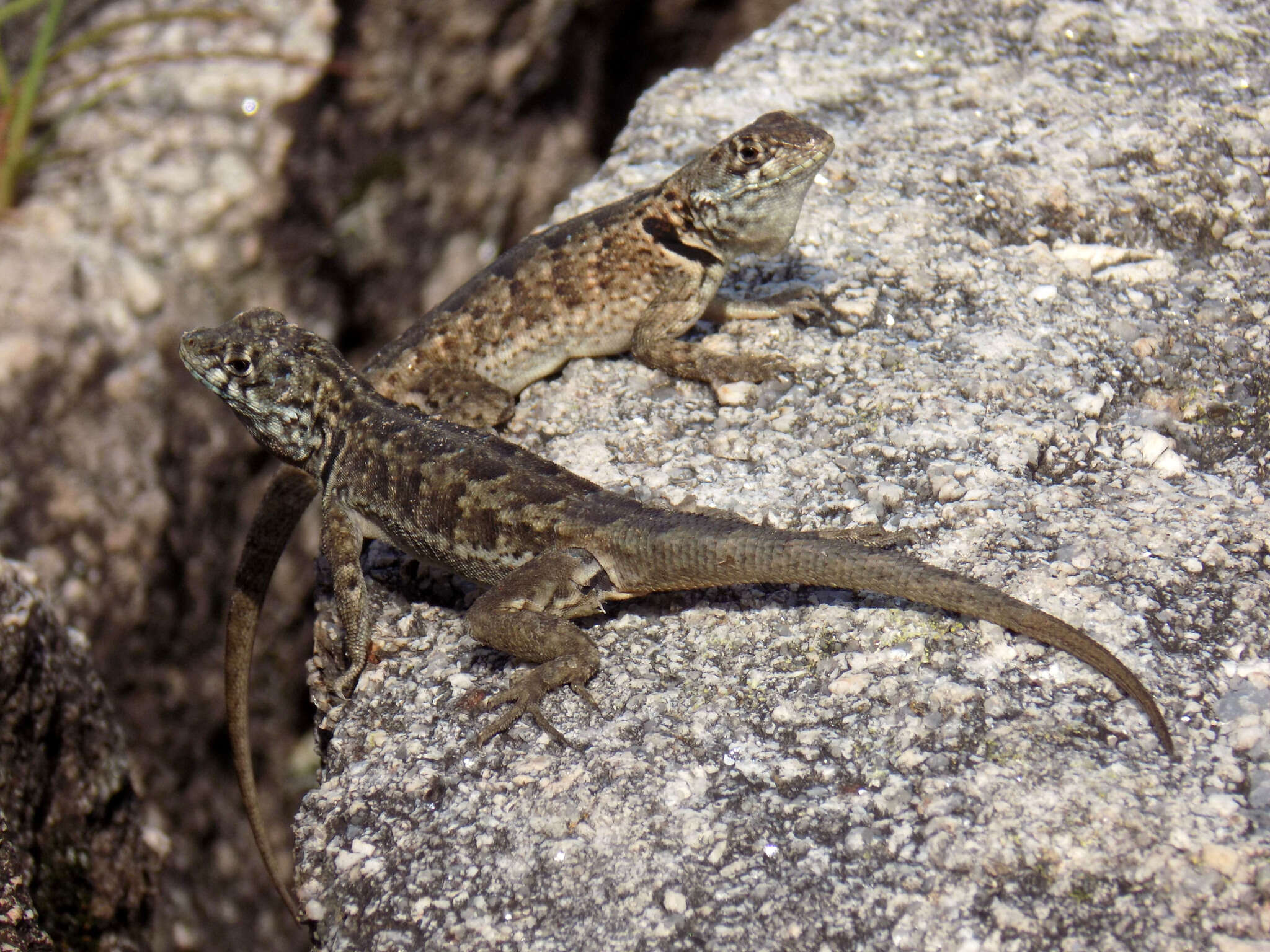 Image of Etheridge's Lava Lizard