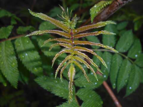 Image of false spiraea