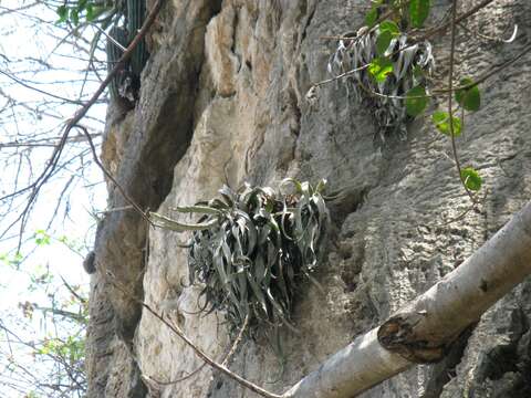 Imagem de Tillandsia chiapensis C. S. Gardner