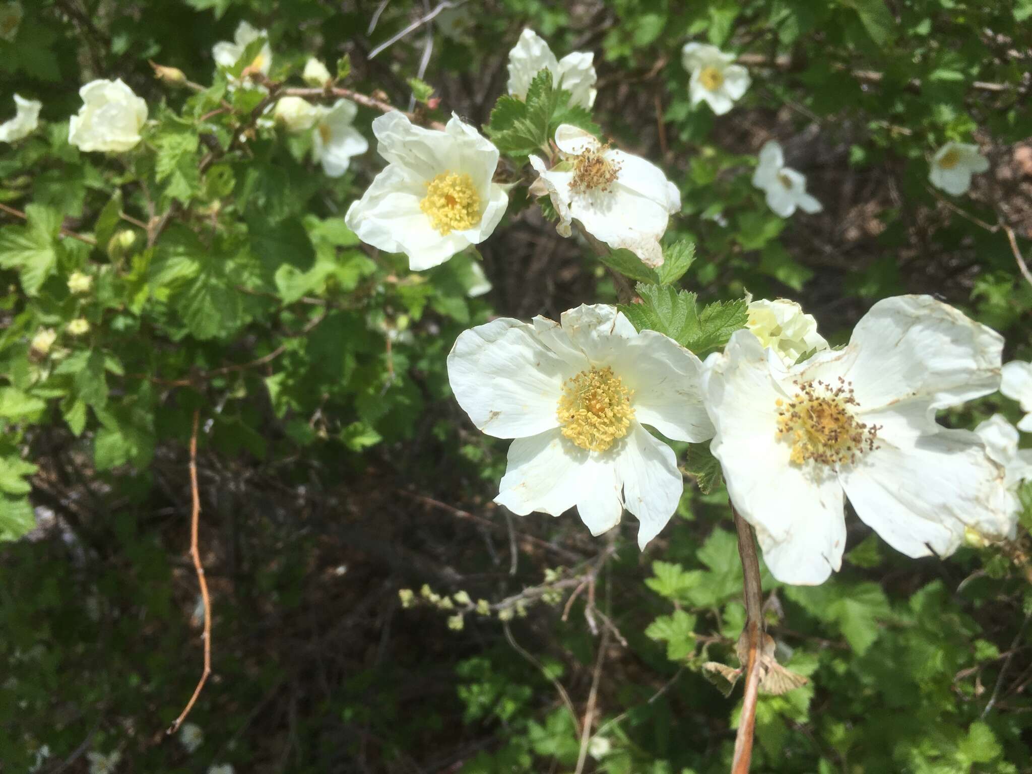 Image de Rubus neomexicanus A. Gray