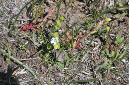 Image of Dwarf Candy-Flower