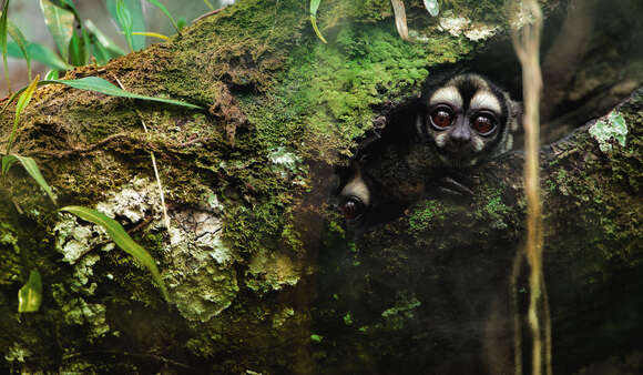 Image of Colombian Gray Night Monkey