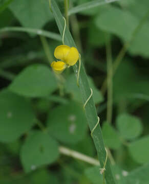 Dunbaria punctata (Wight & Arn.) Benth.的圖片