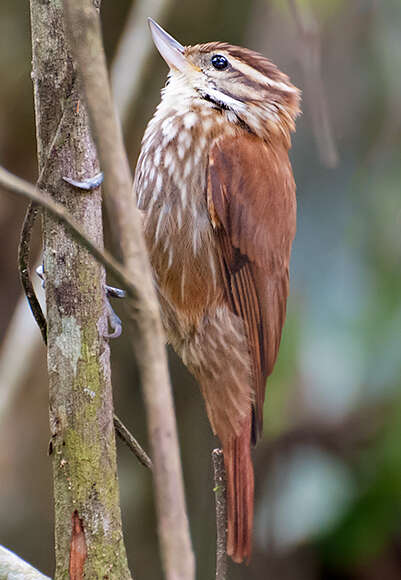 Image of Streaked Xenops