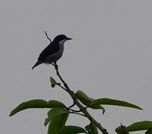 Image of Red-keeled Flowerpecker