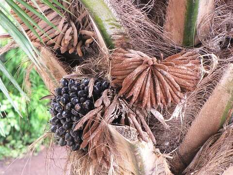 Elaeis guineensis Jacq. resmi