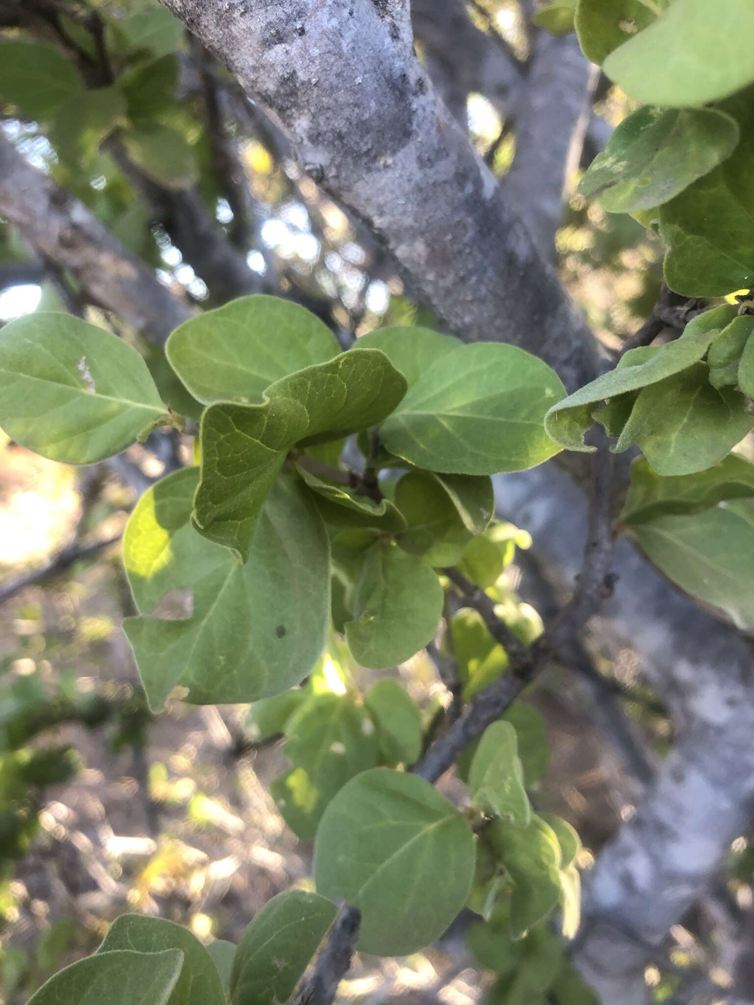 Plancia ëd Afrocanthium gilfillanii (N. E. Br.) Lantz