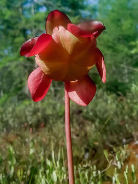 Image of southern purple pitcherplant