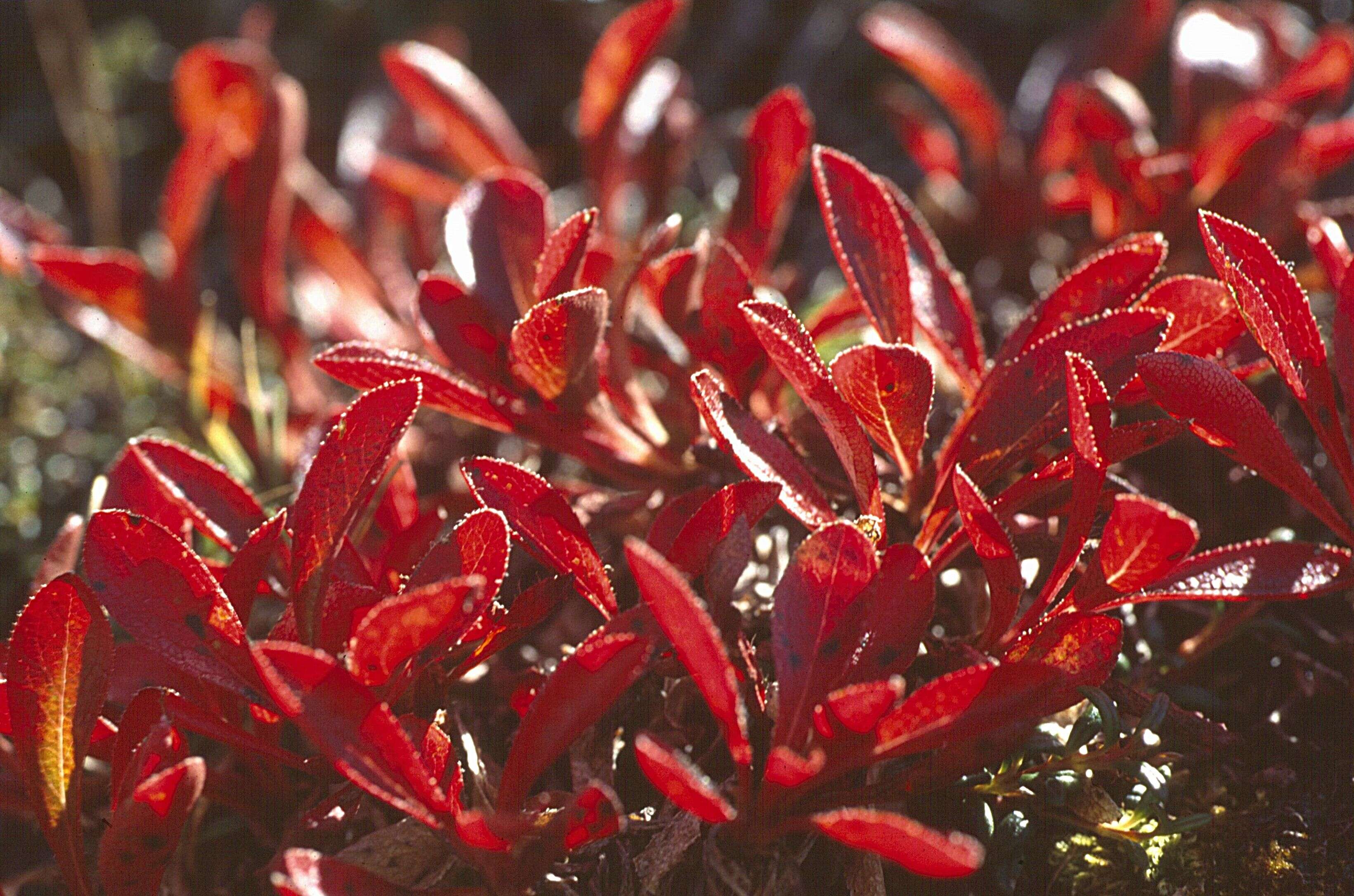 Image of Alpine bearberry