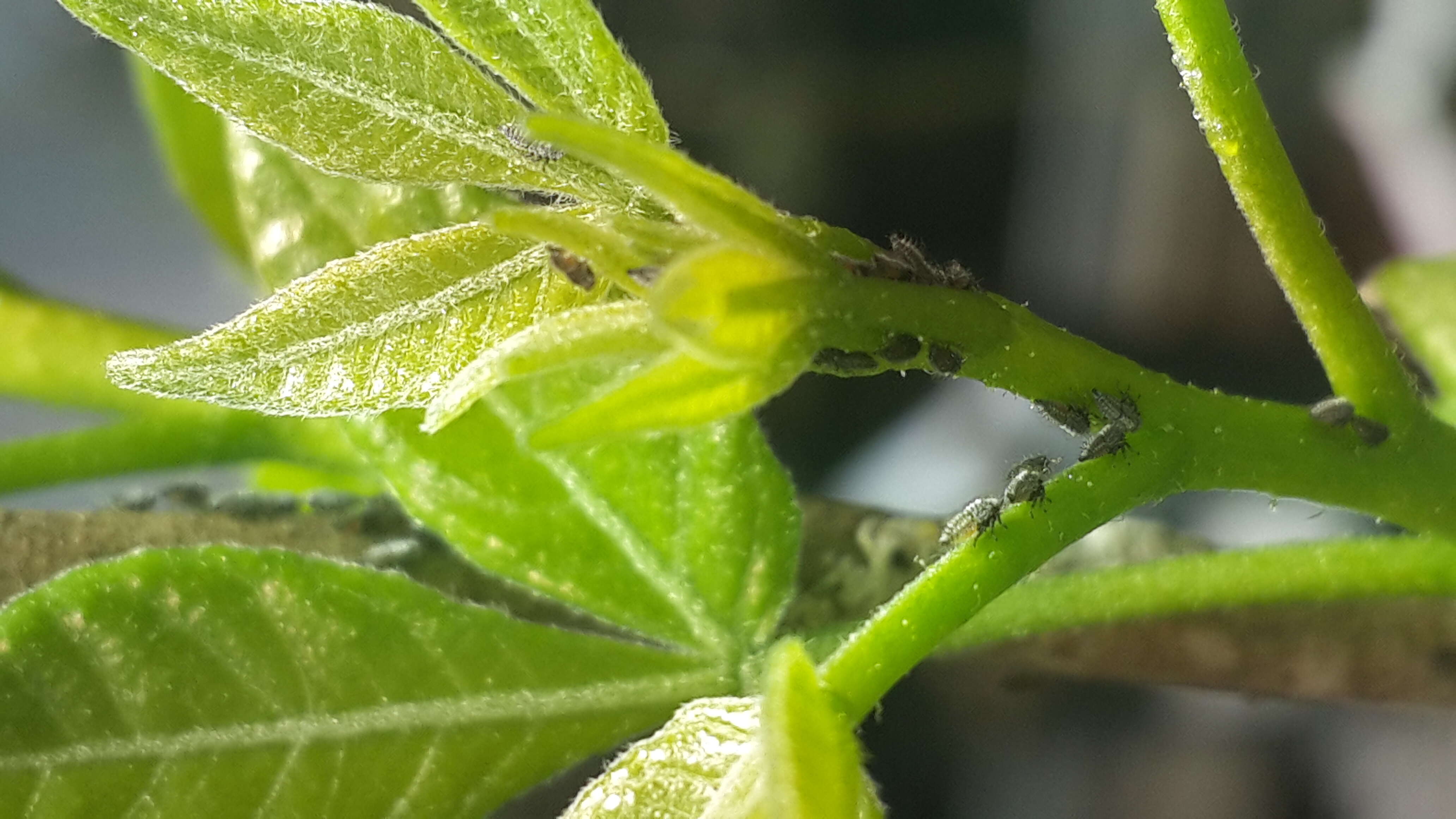 Image of Two-marked Treehopper