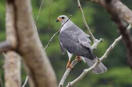 Image of Grey Goshawk