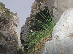 Image of Sesleria doerfleri Hayek