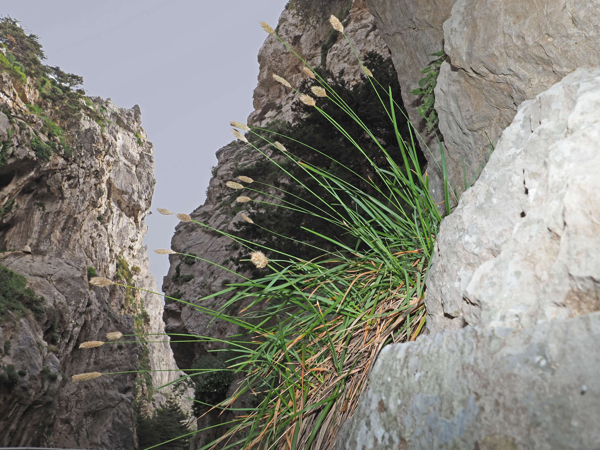 Image of Sesleria doerfleri Hayek