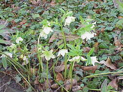 Image de Rose de carême