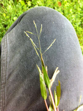 Image of fall panicgrass