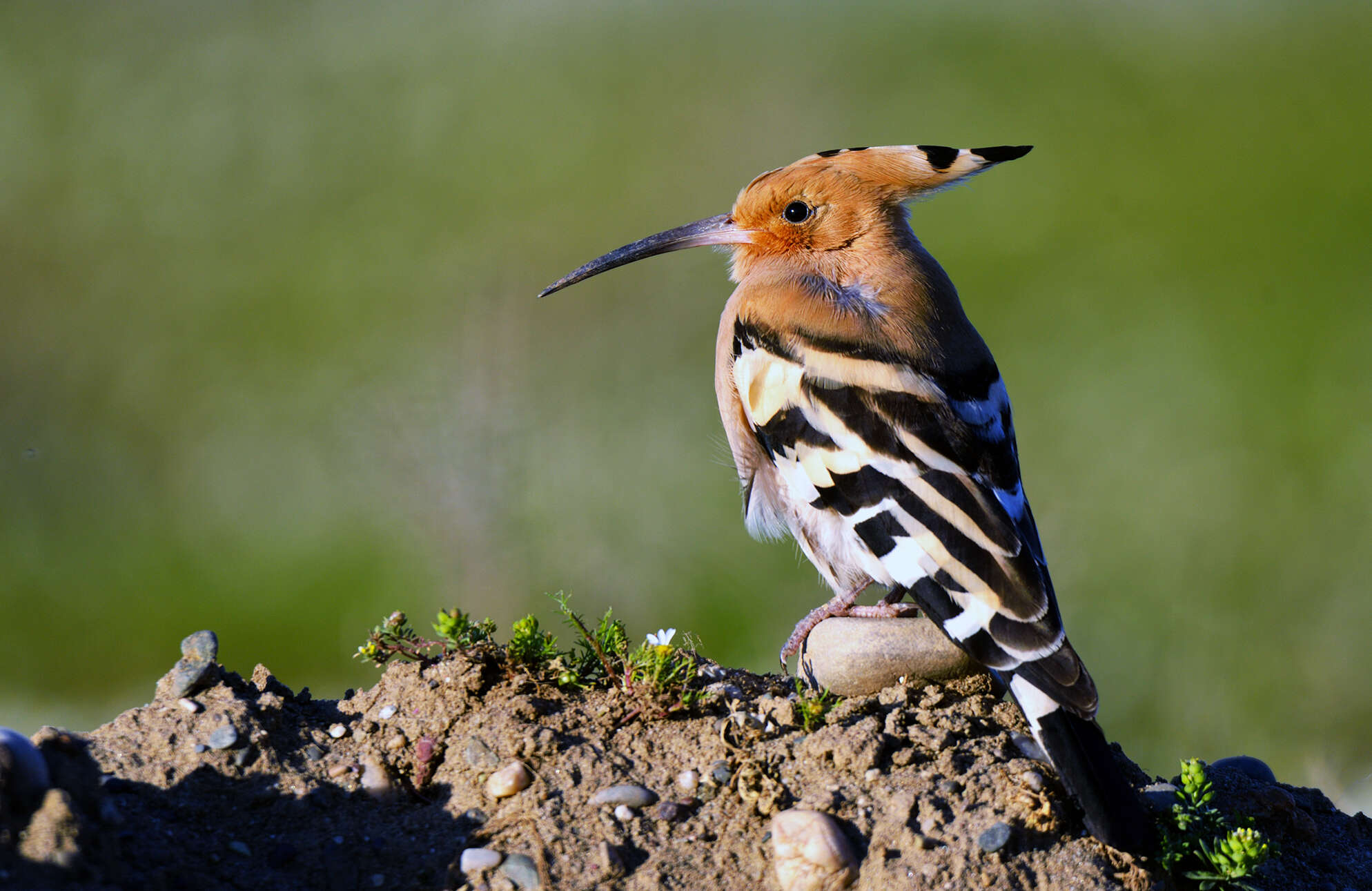 Imagem de Upupa Linnaeus 1758