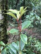 Image of Rhododendron latoucheae Franch.