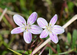 Image of Virginia springbeauty