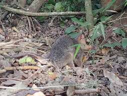 Image of Southeastern Four-eyed Opossum