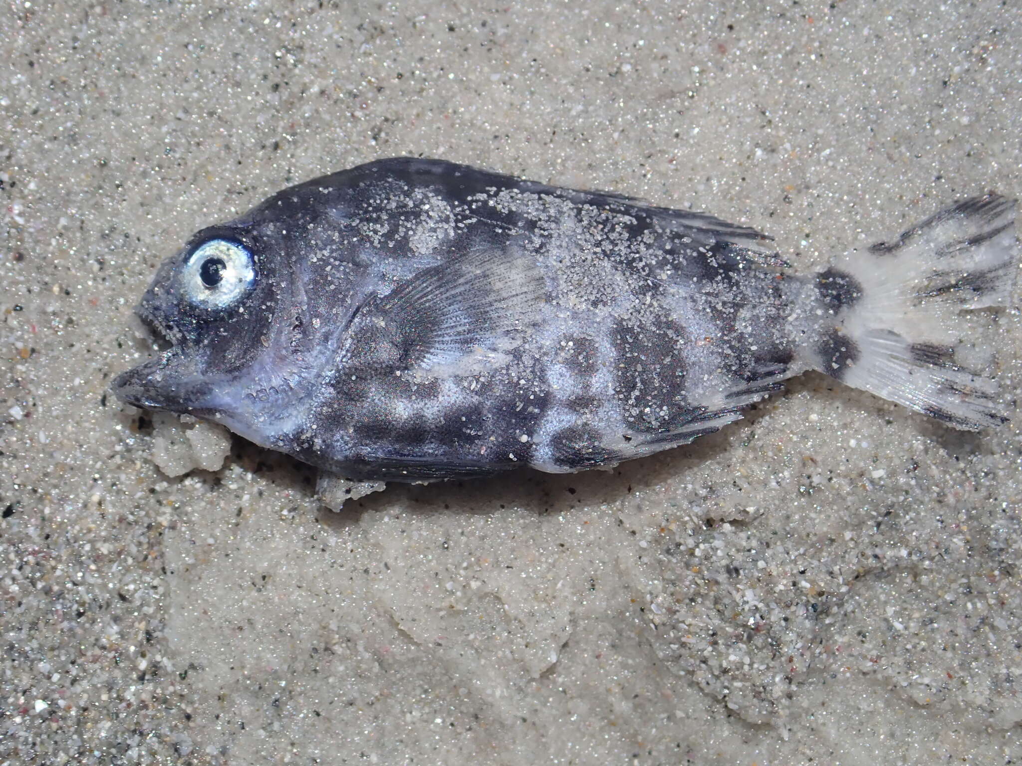 Image of Pelagic butterfish