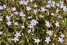 Image of Virginia springbeauty