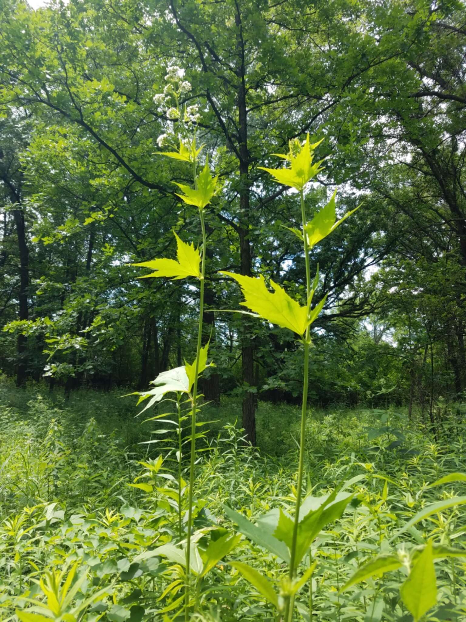 صورة Napaea dioica L.