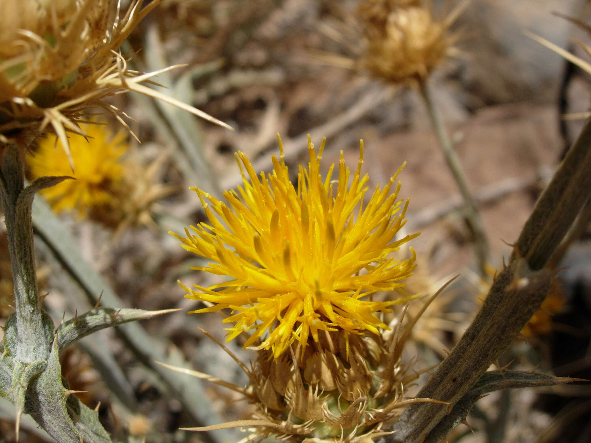 Centaurea onopordifolia Boiss. resmi