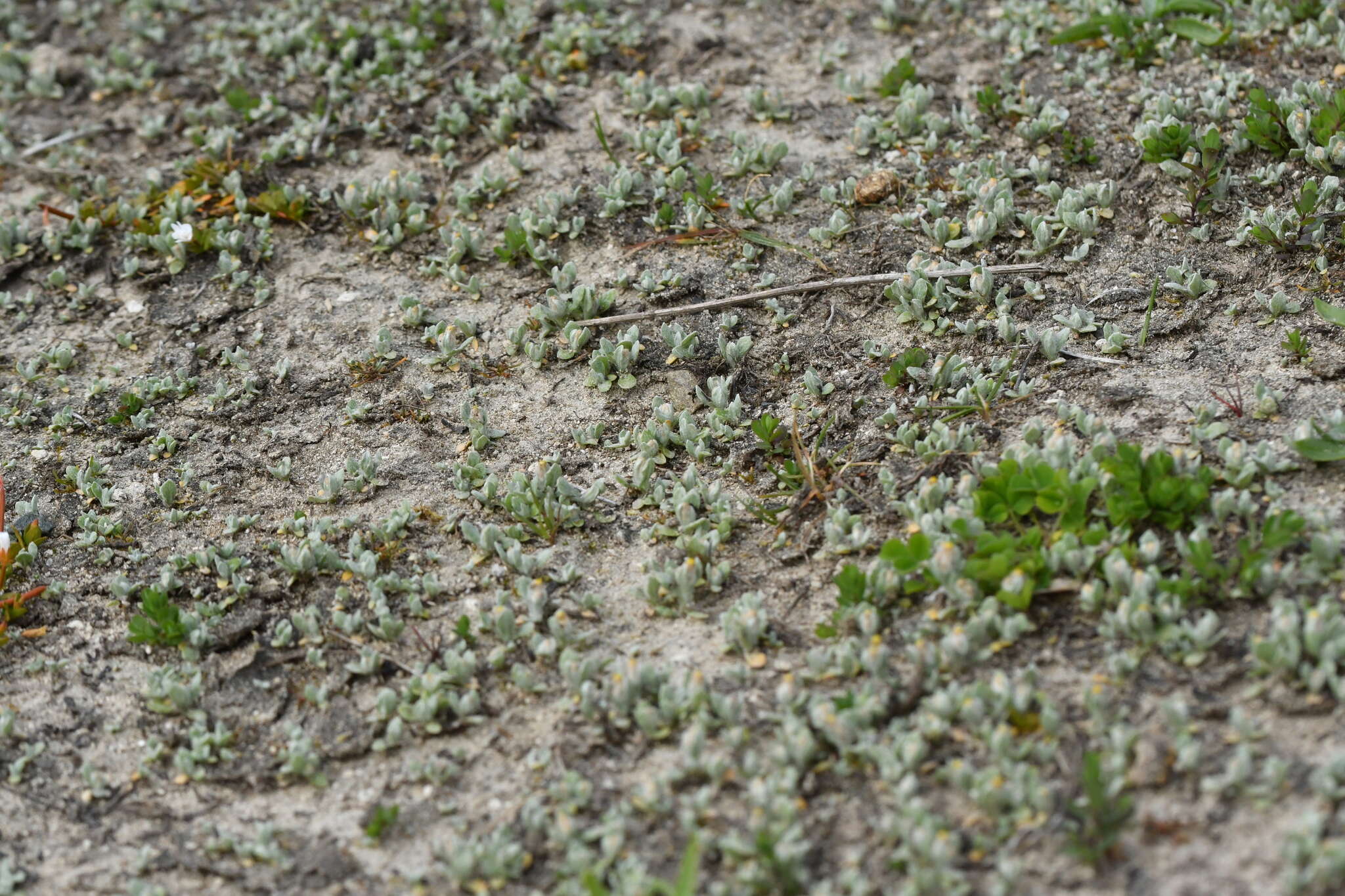 Image of Helichrysum ephemerum (Kirk)