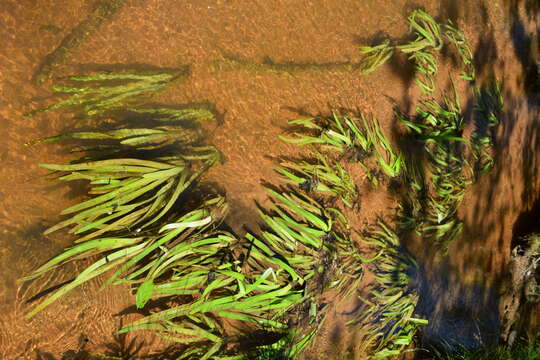 Image of American eelgrass