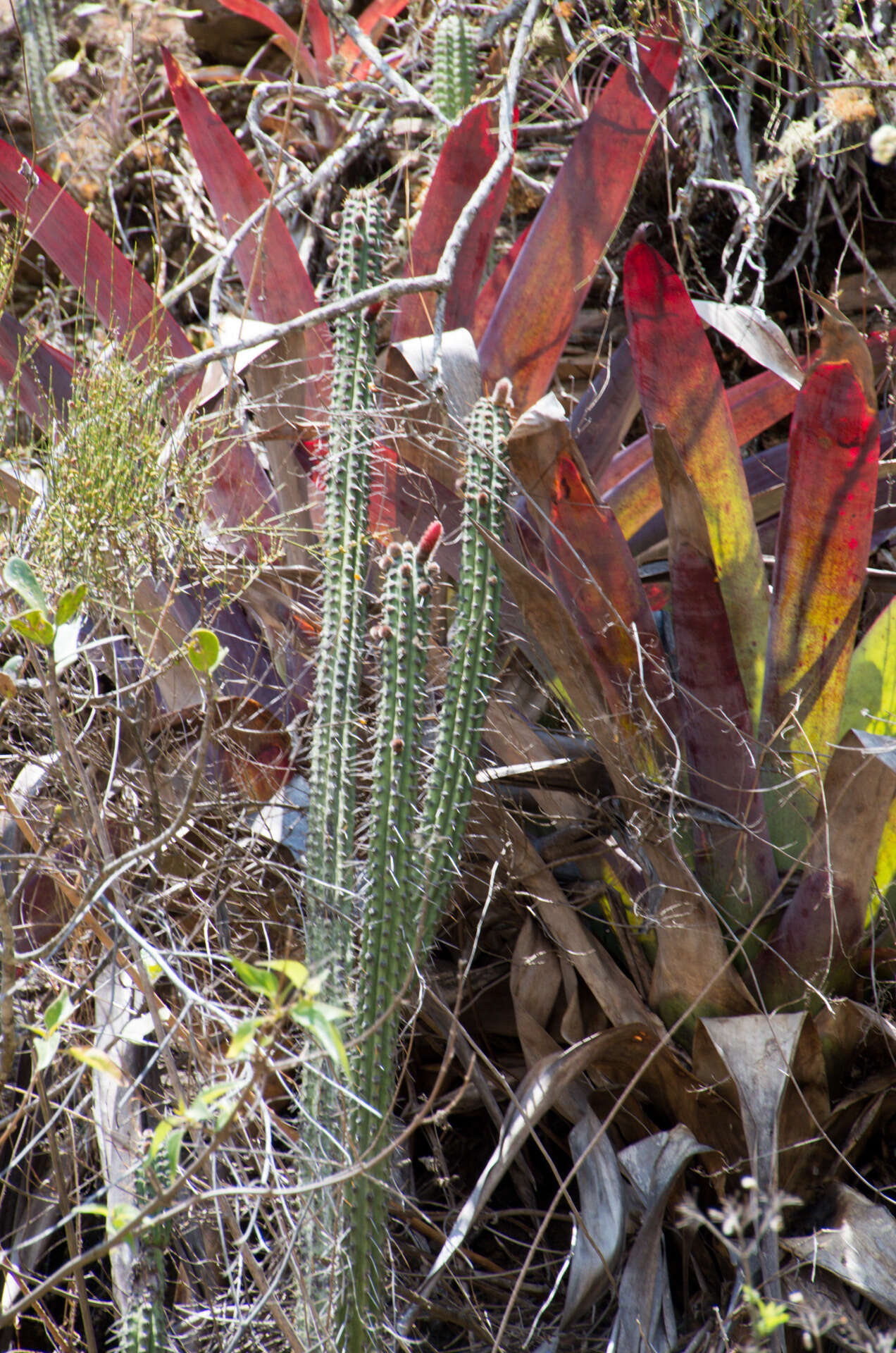 Image of Cleistocactus laniceps (K. Schum.) Rol.-Goss.