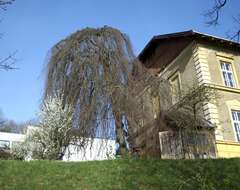 Image of Fagus sylvatica f. pendula