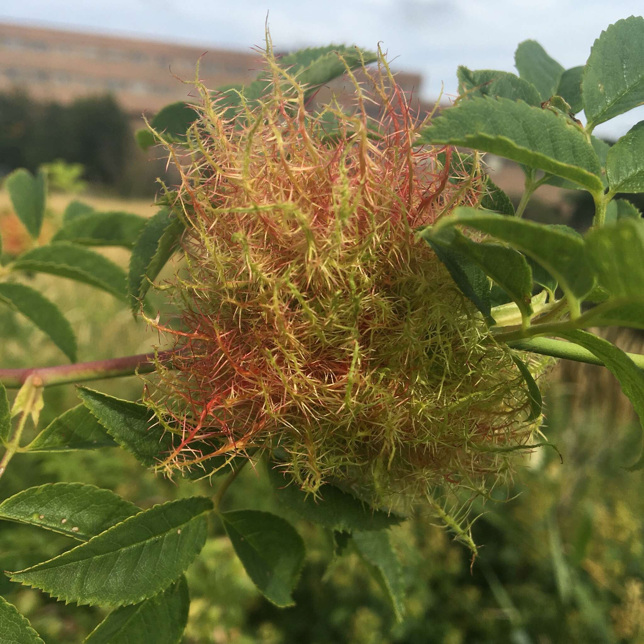 Image of Mossy Rose Gall Wasp