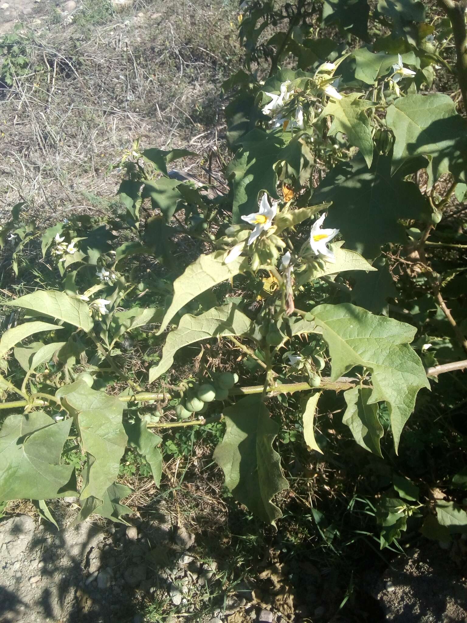 Image of Solanum ferrugineum Jacq.