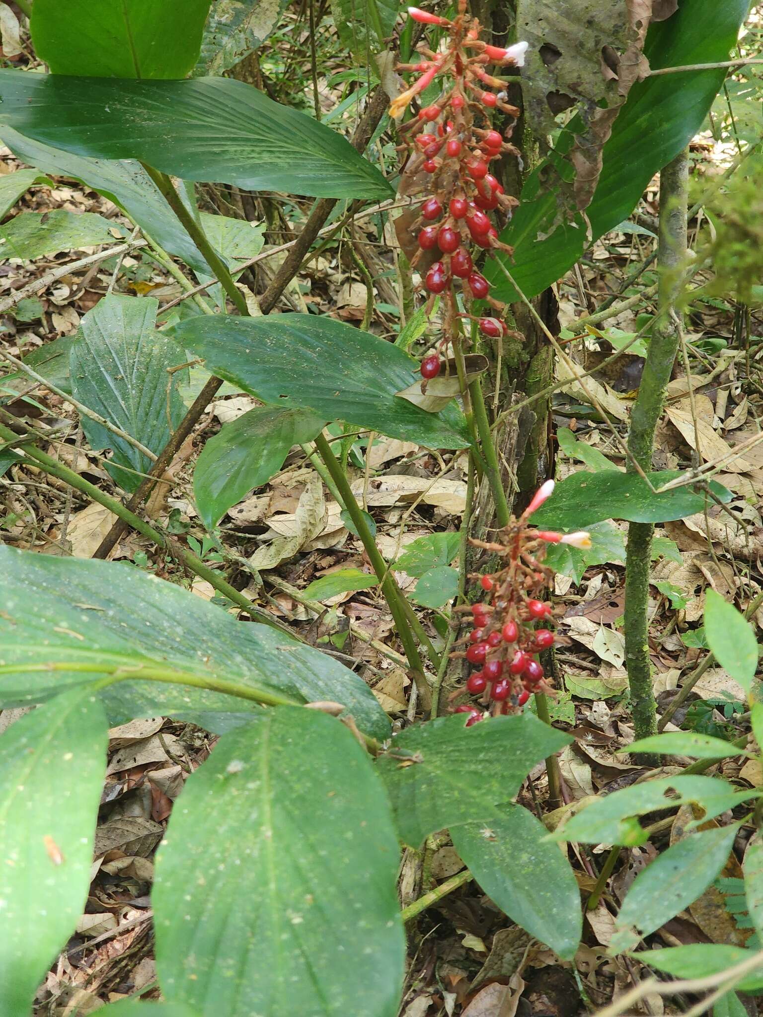 Image of jenjibre-de-jardin