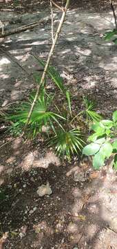 Image of Puerto Rico silver palm