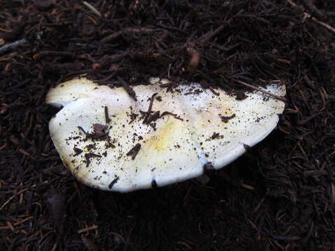 Image of Agaricus moronii Kerrigan 2016