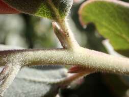 Image of hoary manzanita