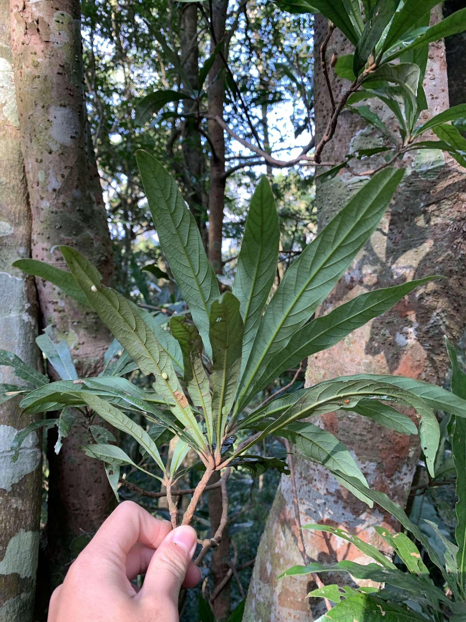 Image of Litsea acutivena Hayata