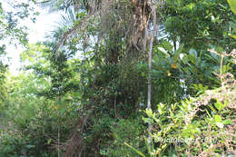 Image of Dypsis fibrosa (C. H. Wright) Beentje & J. Dransf.