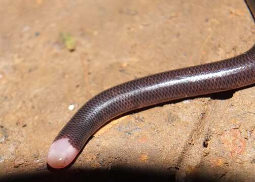 Image of Trinidad blind snakes