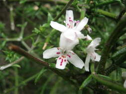 Image of Westringia rigida R. Br.