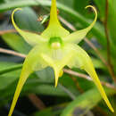 Image of Aeranthes arachnites (Thouars) Lindl.